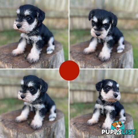 Purebred Miniature Schnauzers & Purebred Shih Tzu’s