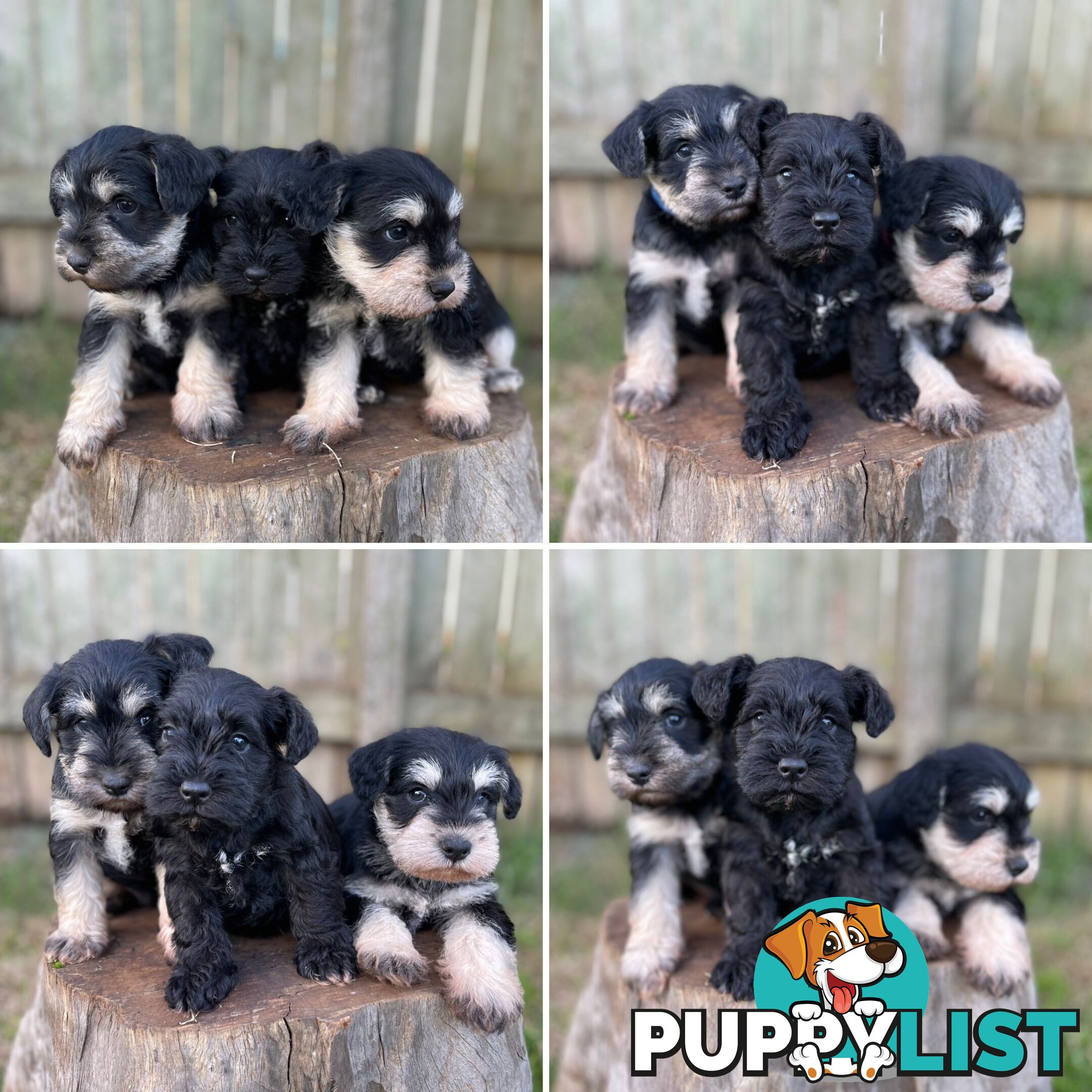 Purebred Miniature Schnauzers & Purebred Shih Tzu’s