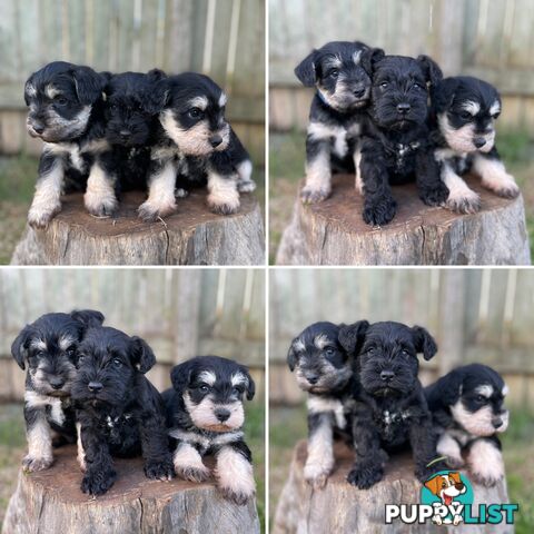 Purebred Miniature Schnauzers & Purebred Shih Tzu’s