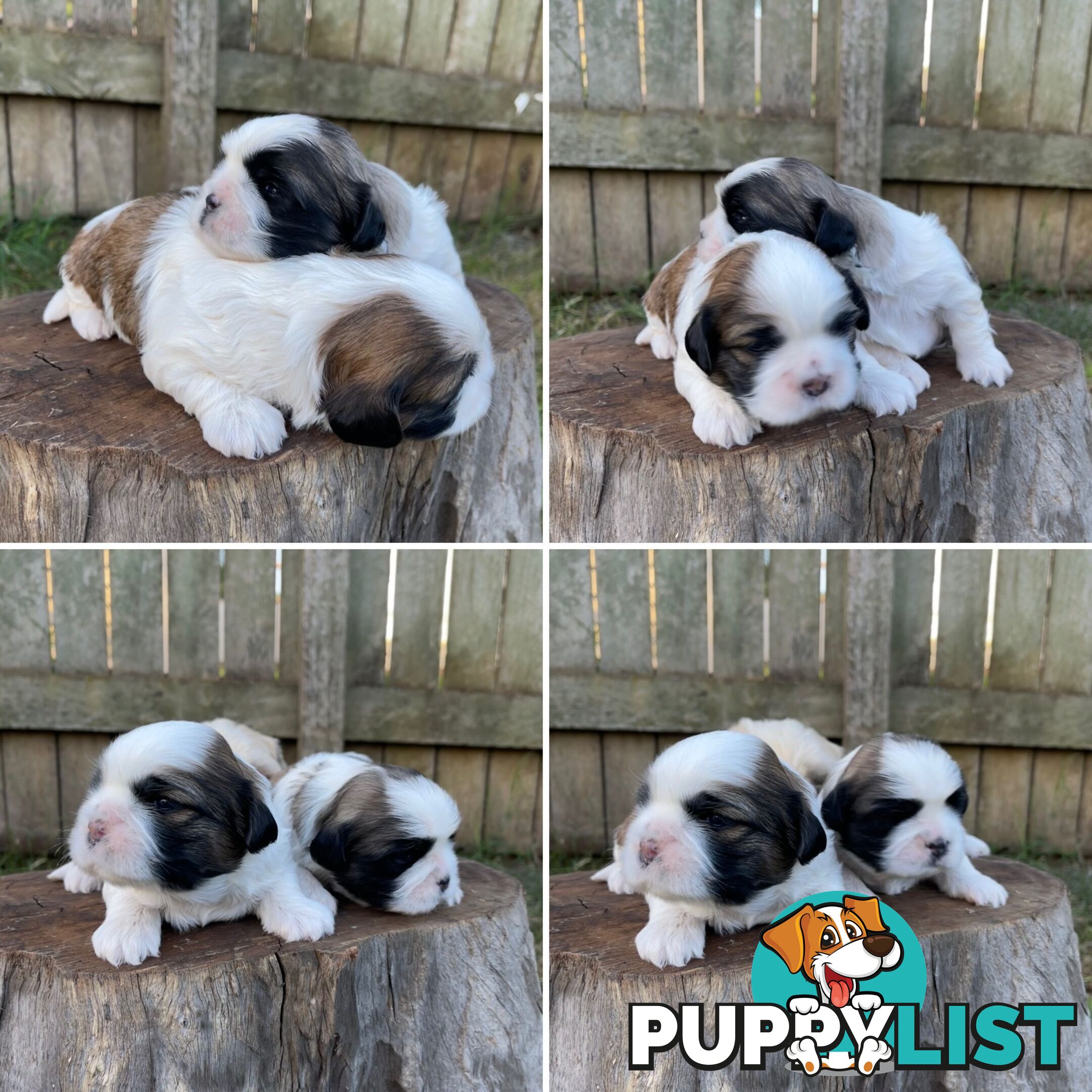 Purebred Miniature Schnauzers & Purebred Shih Tzu’s