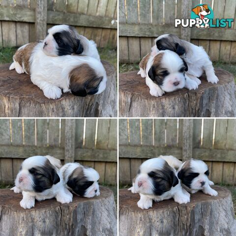 Purebred Miniature Schnauzers & Purebred Shih Tzu’s