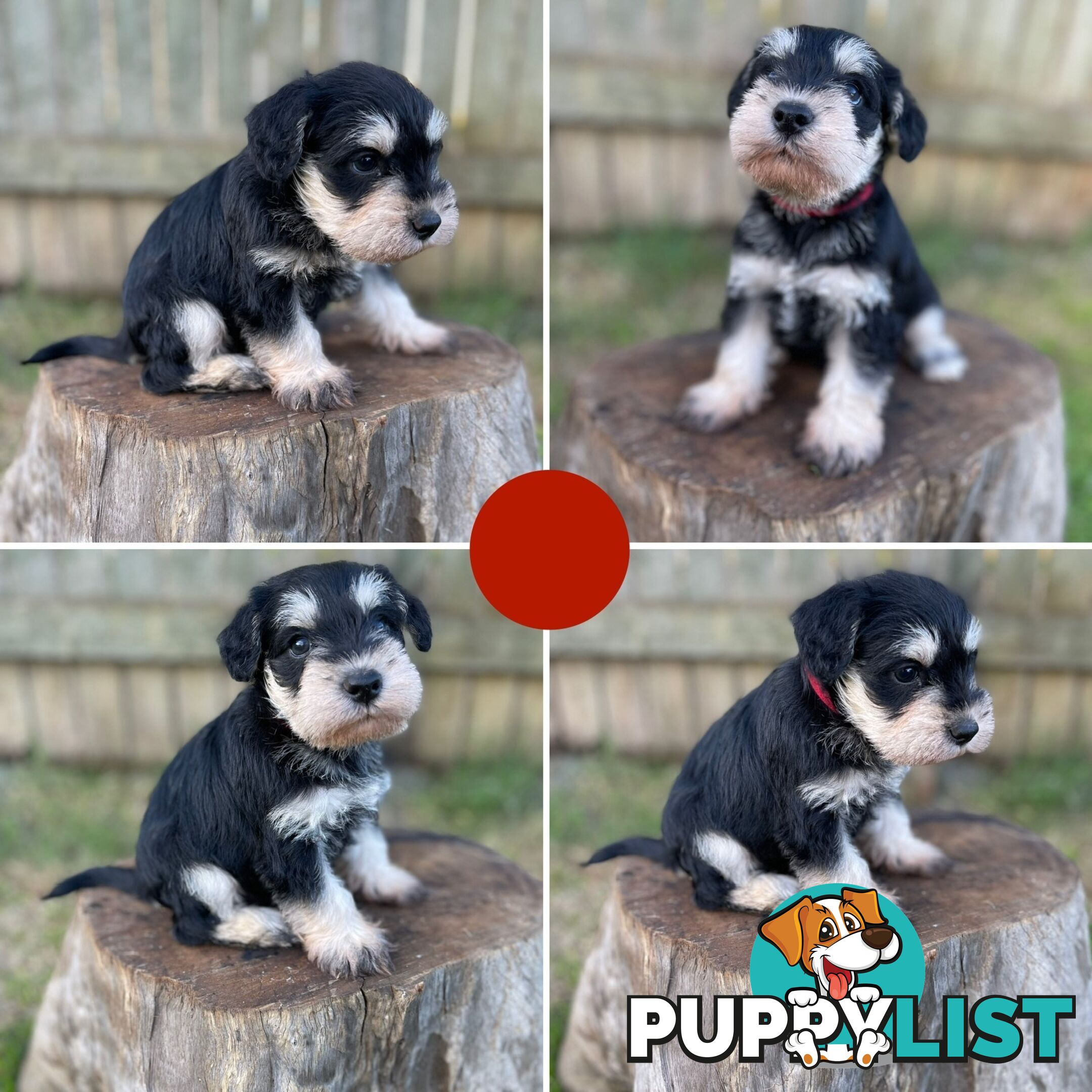 Purebred Miniature Schnauzers & Purebred Shih Tzu’s