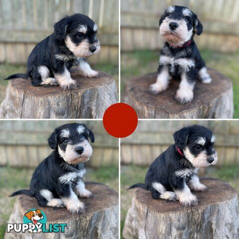Purebred Miniature Schnauzers & Purebred Shih Tzu’s