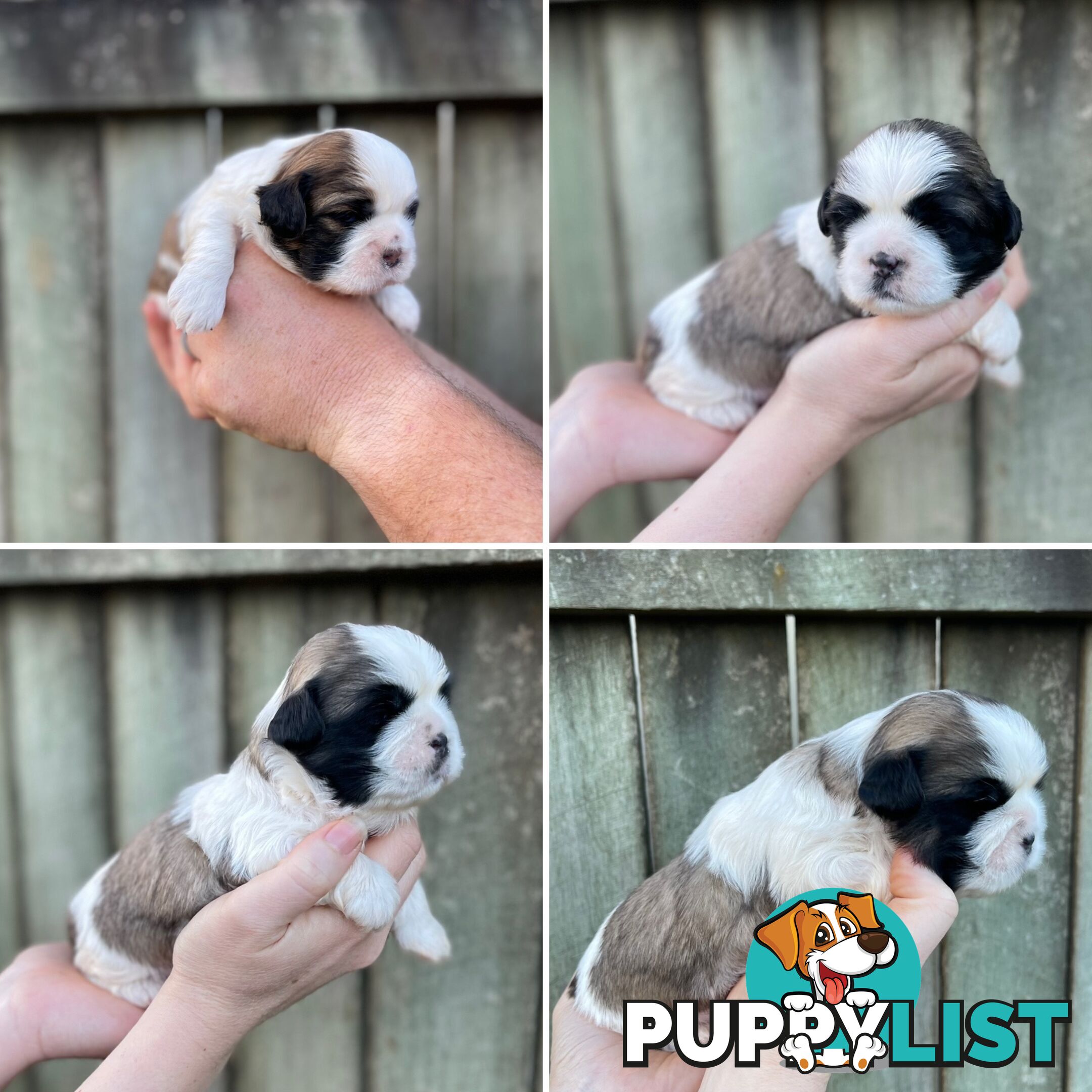 Purebred Miniature Schnauzers & Purebred Shih Tzu’s