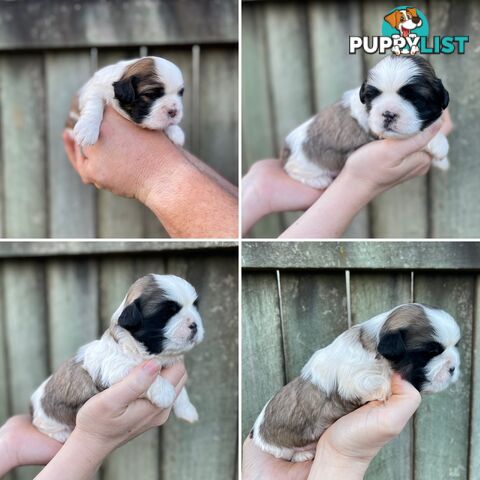 Purebred Miniature Schnauzers & Purebred Shih Tzu’s