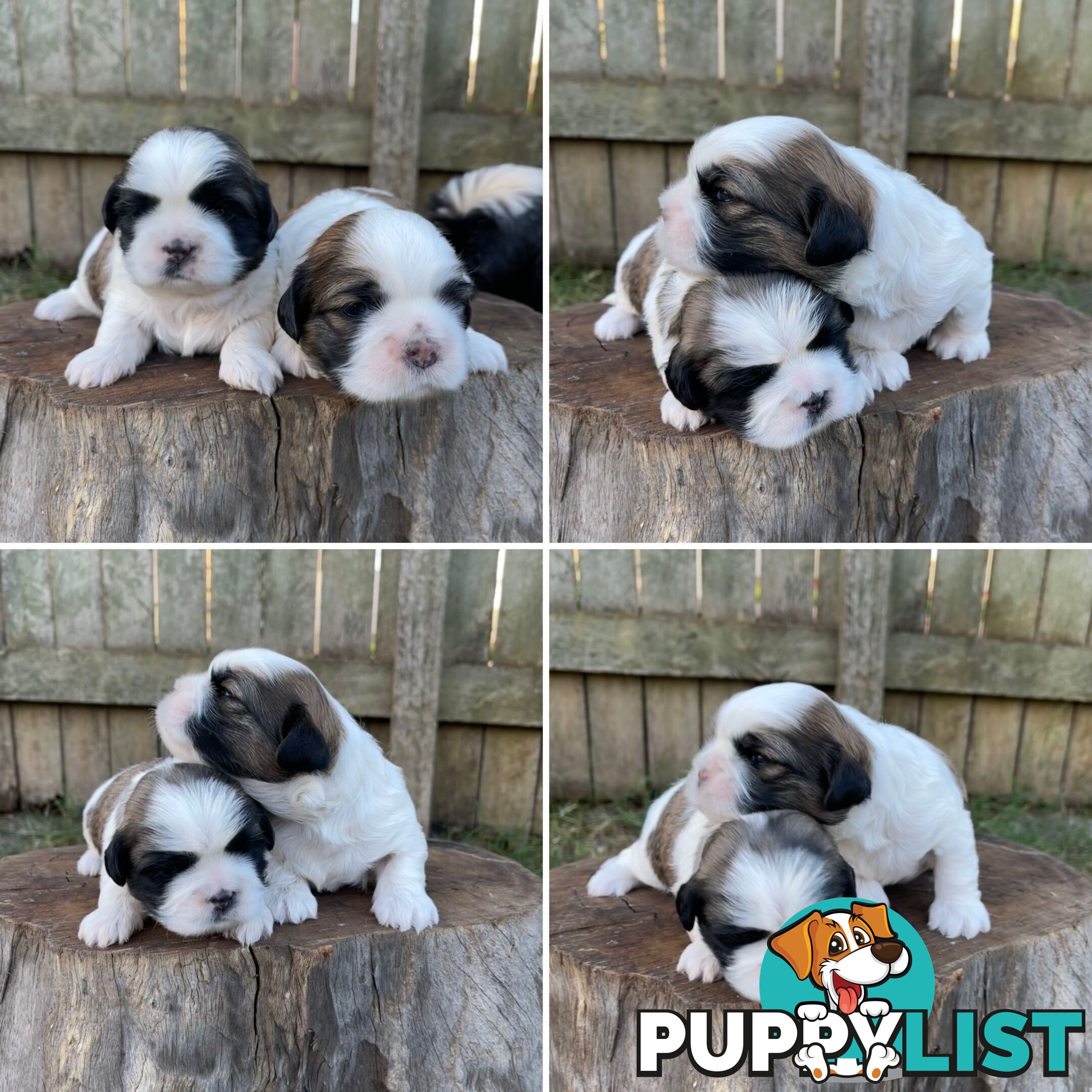 Purebred Miniature Schnauzers & Purebred Shih Tzu’s