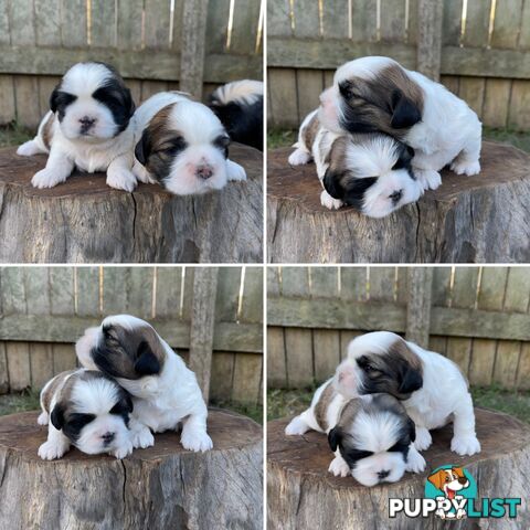 Purebred Miniature Schnauzers & Purebred Shih Tzu’s