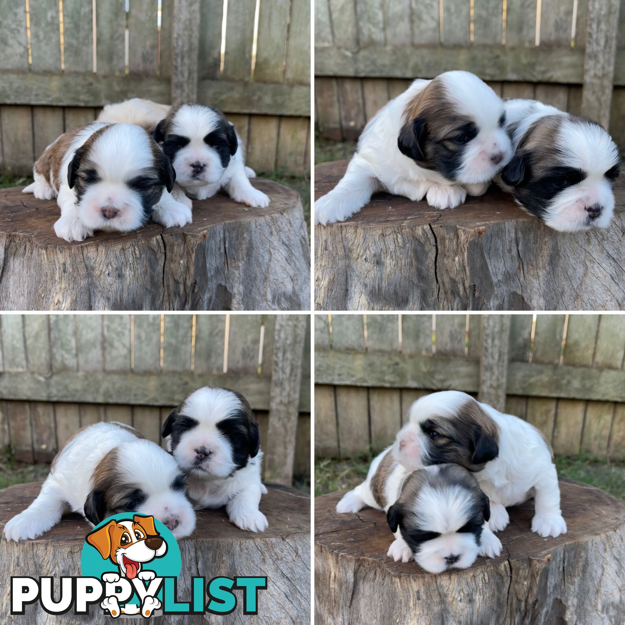 Purebred Miniature Schnauzers & Purebred Shih Tzu’s