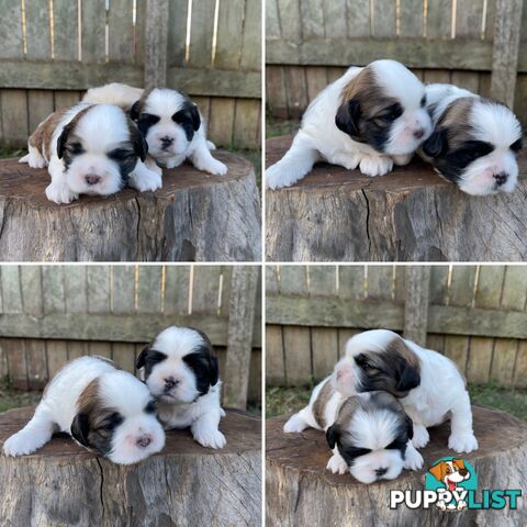 Purebred Miniature Schnauzers & Purebred Shih Tzu’s