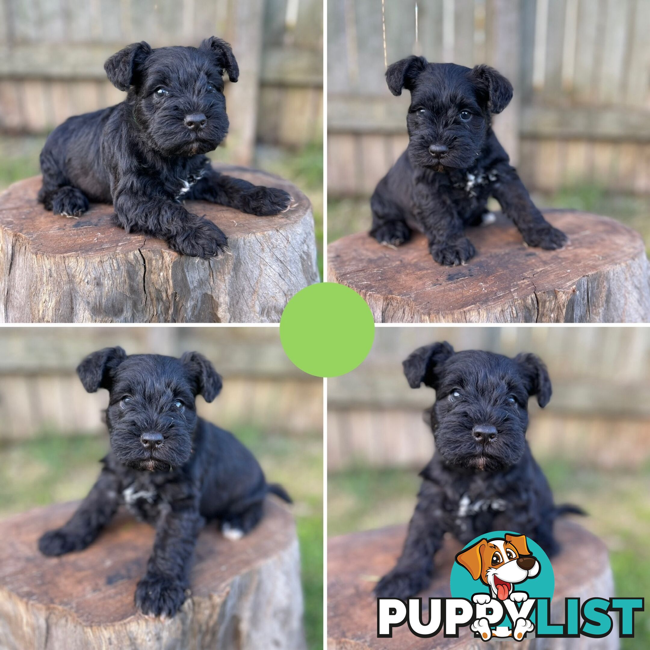 Purebred Miniature Schnauzers & Purebred Shih Tzu’s
