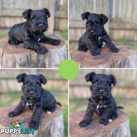 Purebred Miniature Schnauzers & Purebred Shih Tzu’s