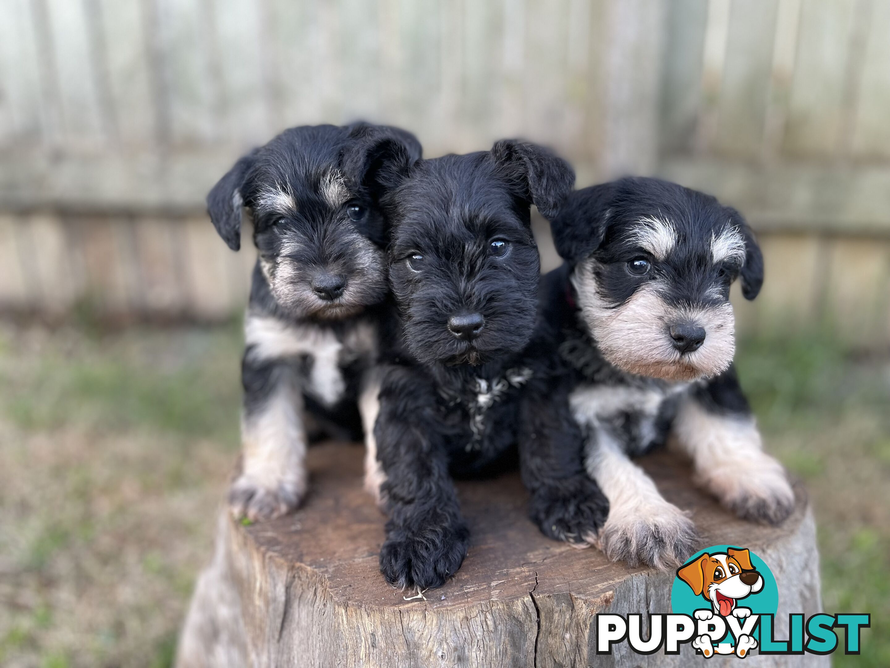 Purebred Miniature Schnauzers & Purebred Shih Tzu’s