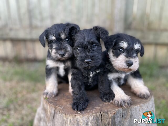 Purebred Miniature Schnauzers & Purebred Shih Tzu’s