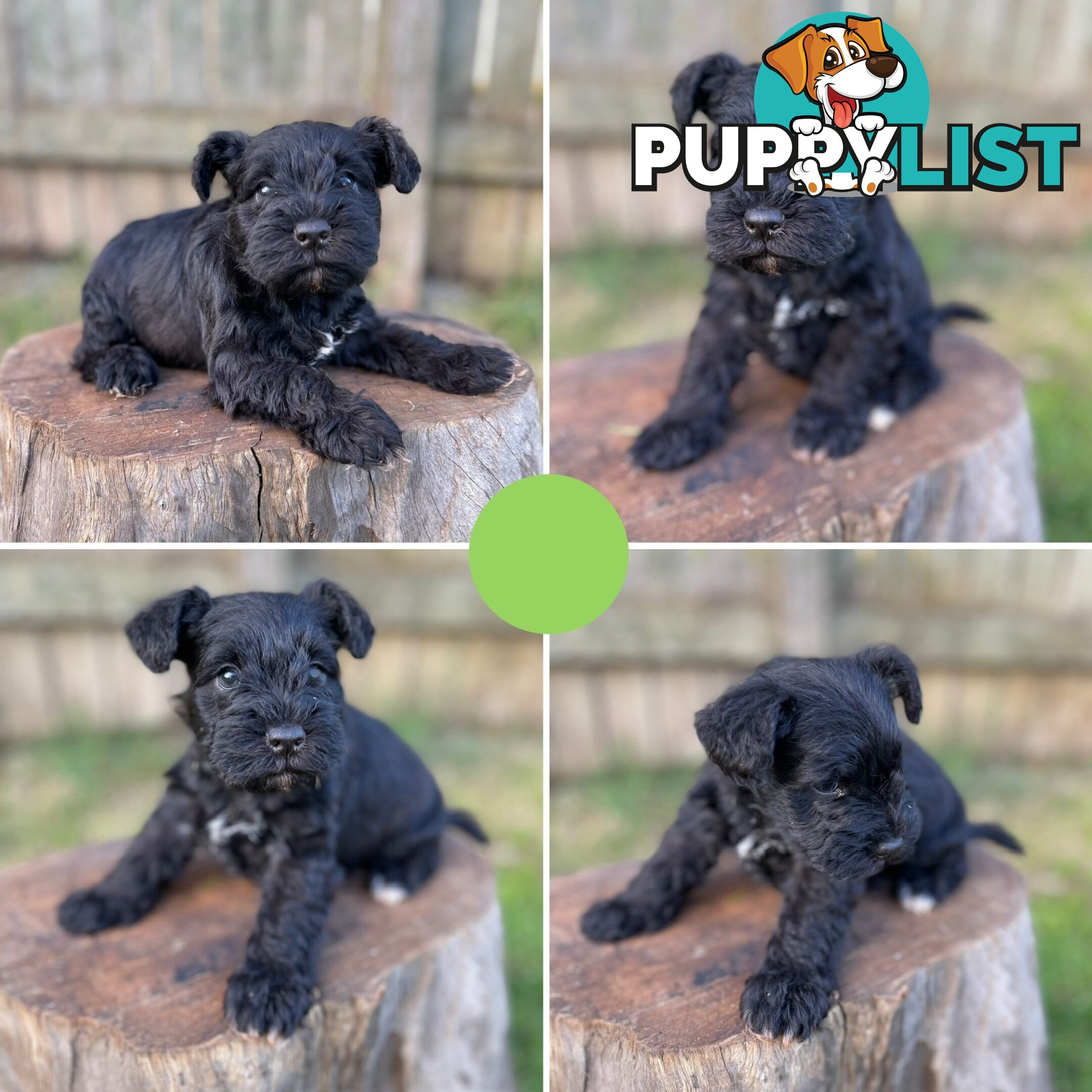 Purebred Miniature Schnauzers & Purebred Shih Tzu’s