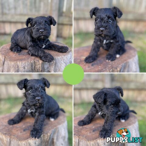 Purebred Miniature Schnauzers & Purebred Shih Tzu’s