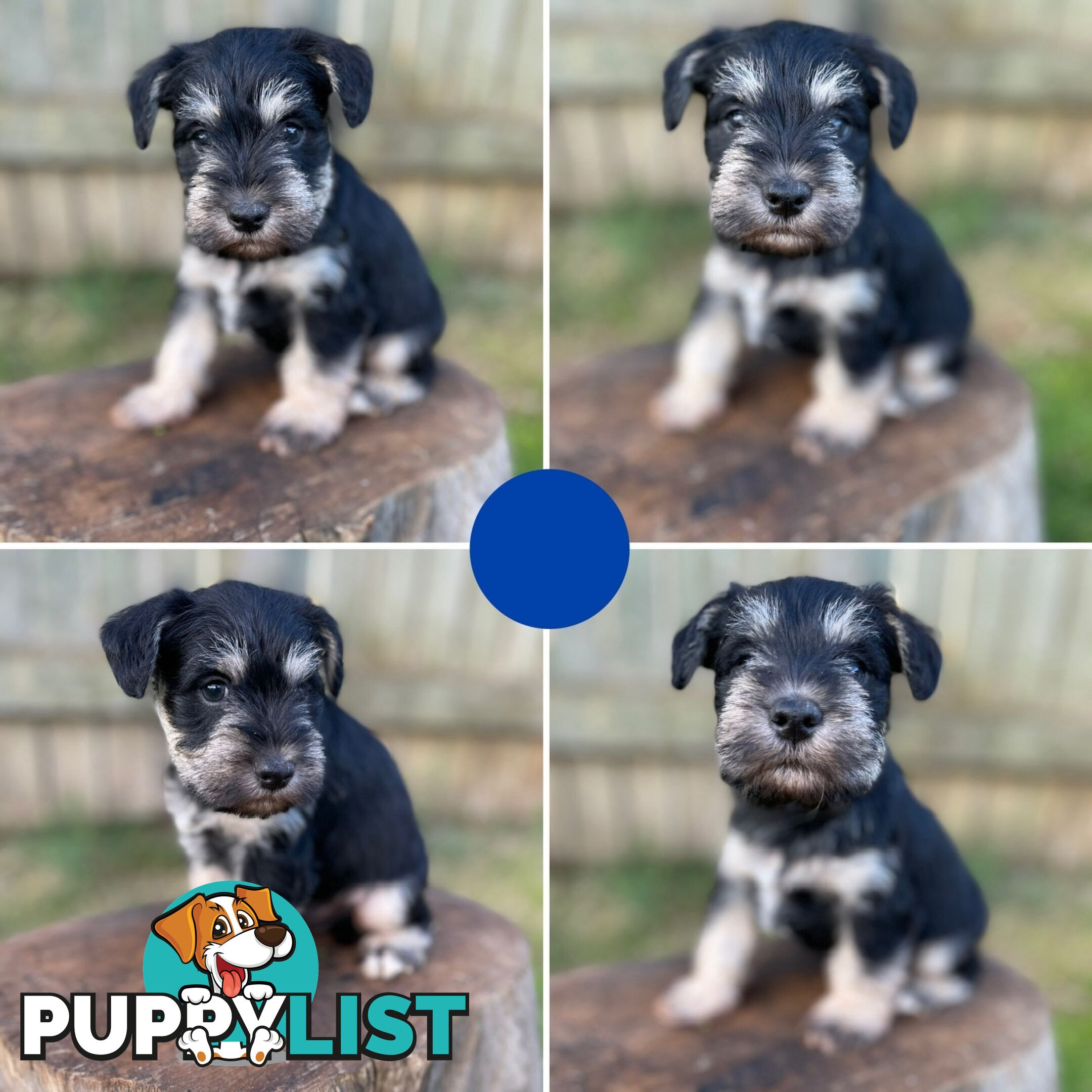 Purebred Miniature Schnauzers & Purebred Shih Tzu’s