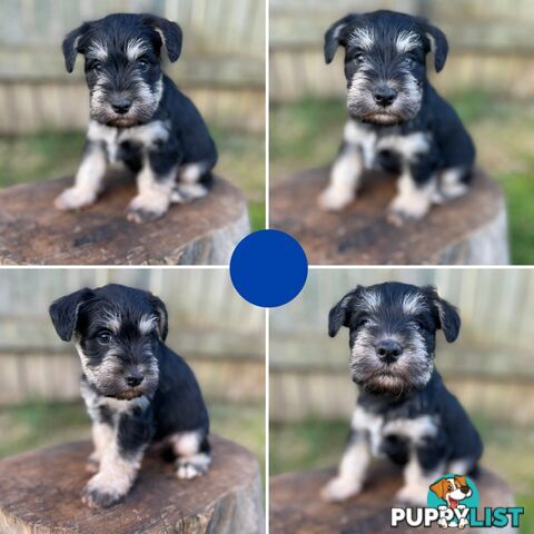 Purebred Miniature Schnauzers & Purebred Shih Tzu’s
