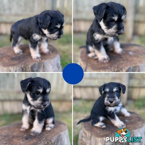Purebred Miniature Schnauzers & Purebred Shih Tzu’s
