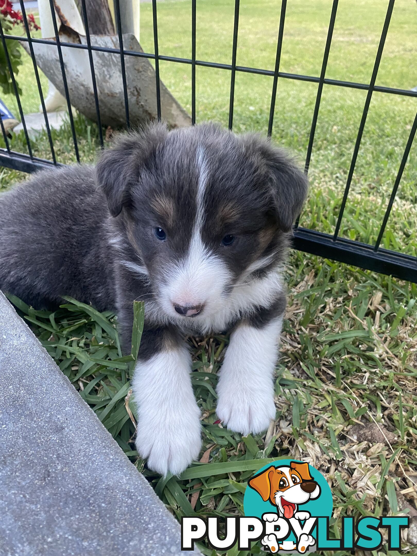 Border collie puppies