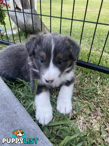 Border collie puppies