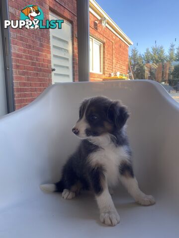 Border collie puppies