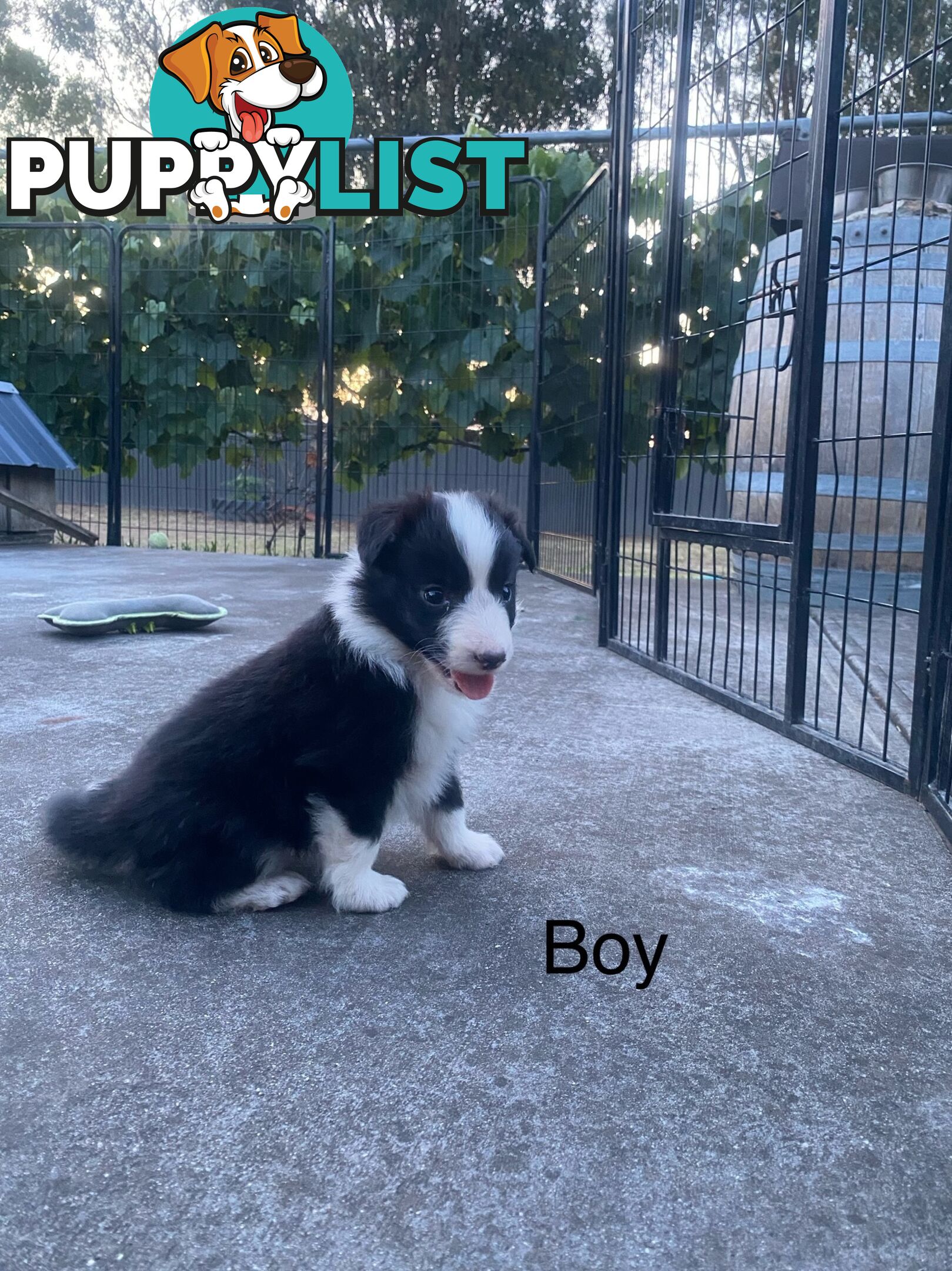 Border collie puppies