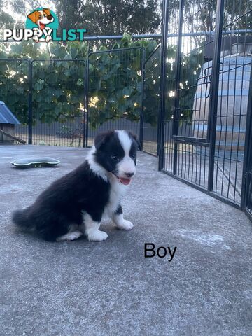 Border collie puppies