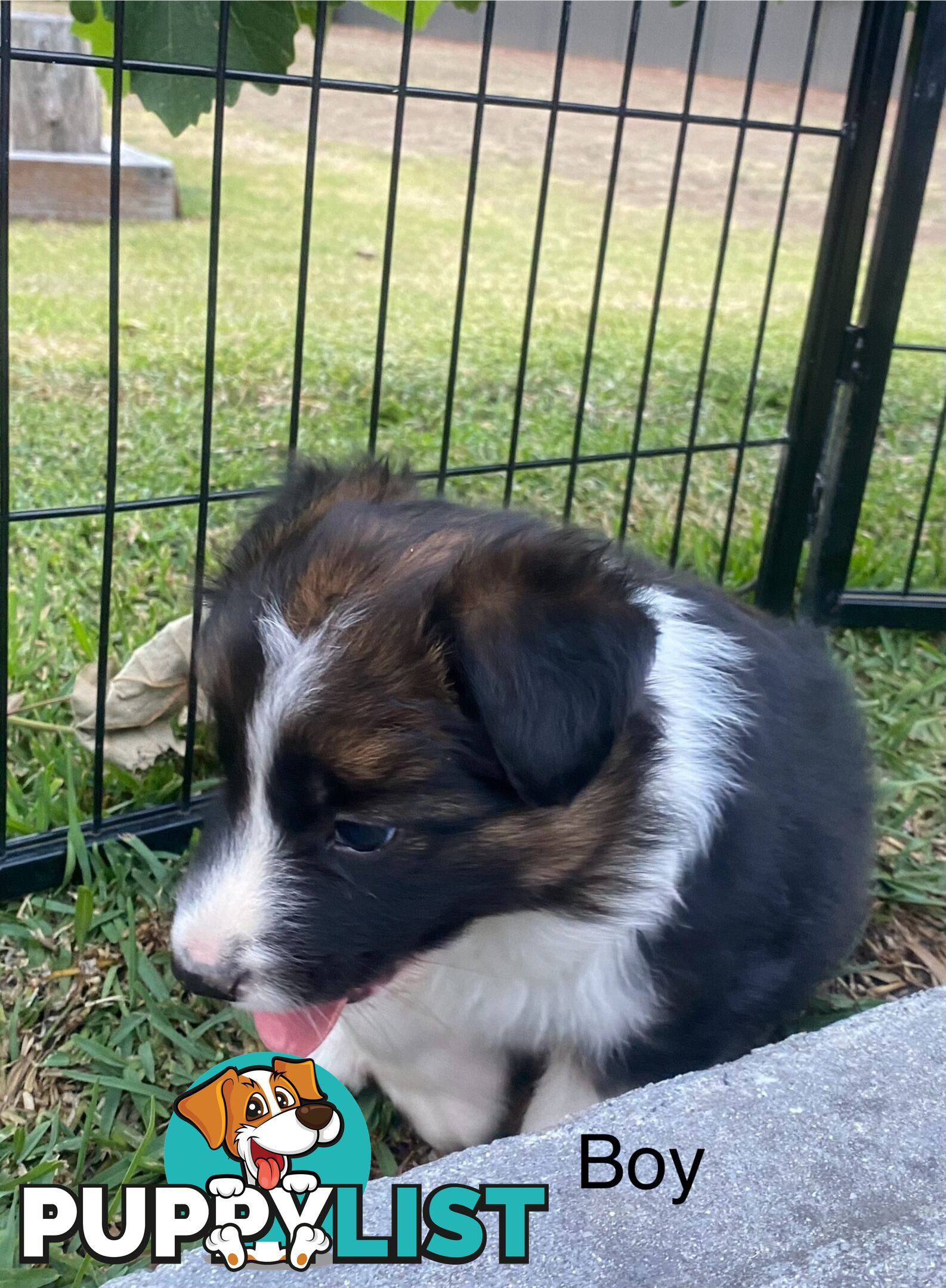 Border collie puppies