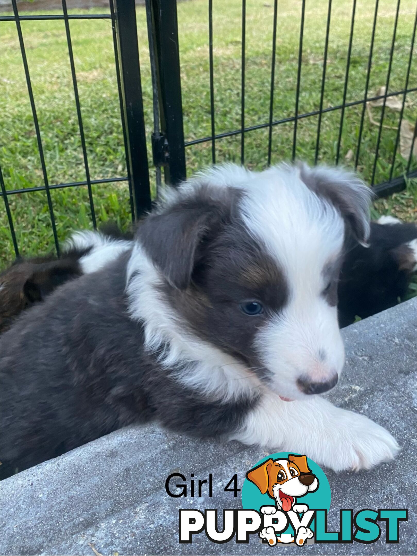 Border collie puppies