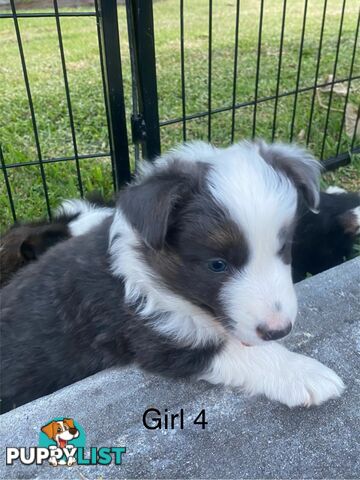 Border collie puppies