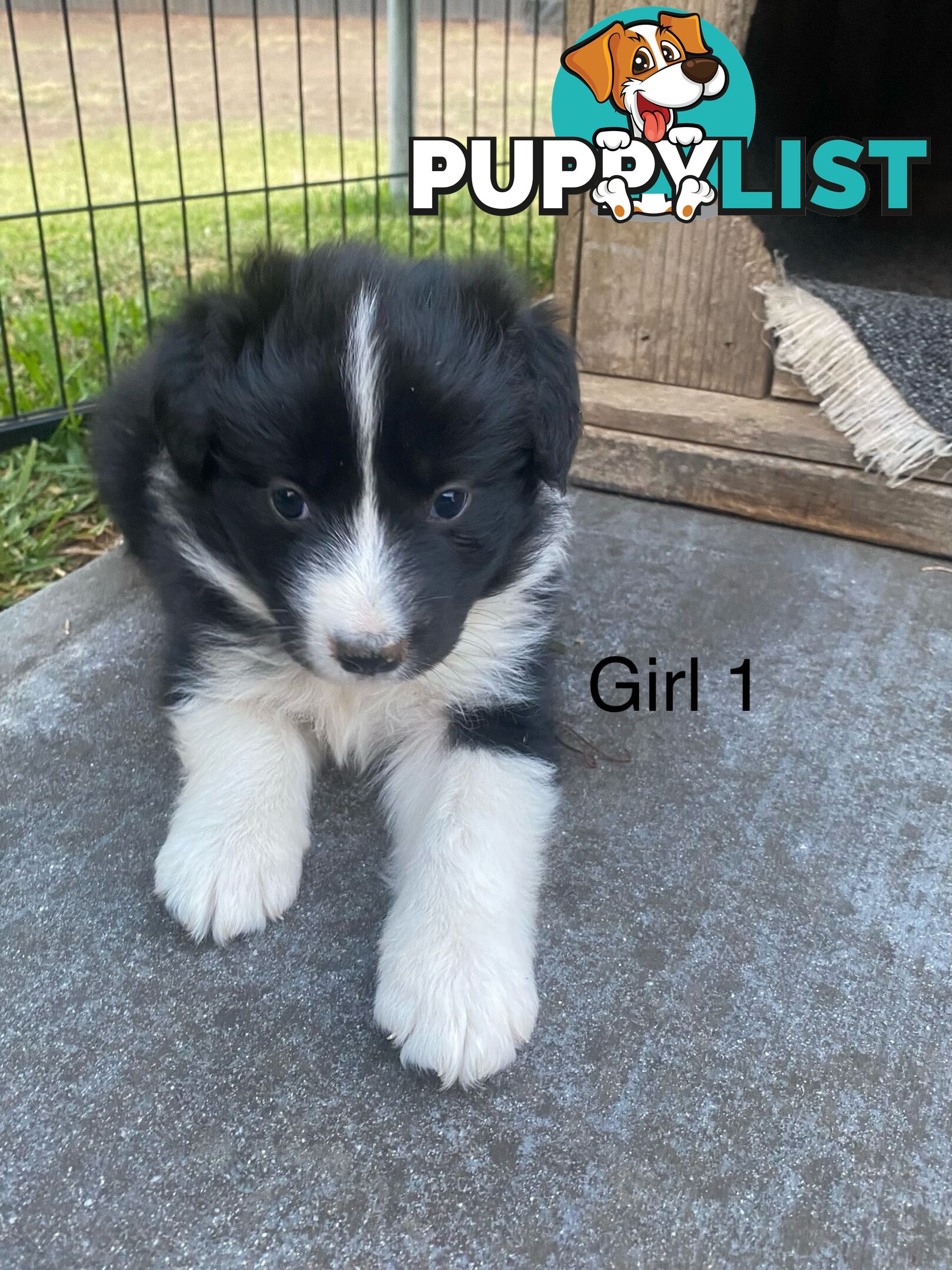 Border collie puppies