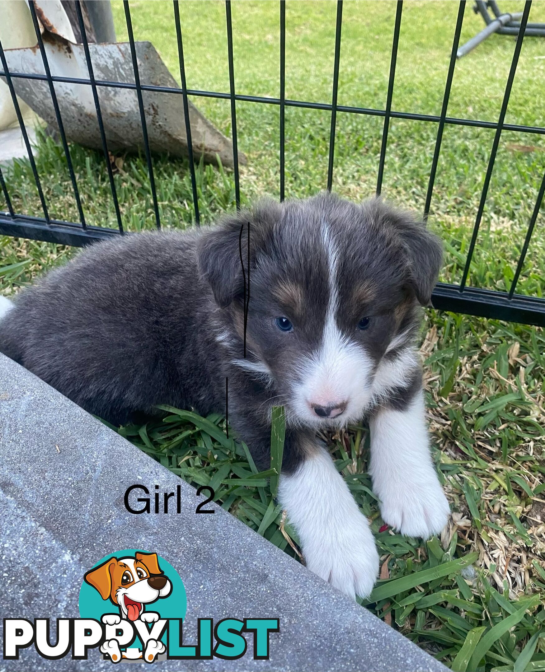 Border collie puppies