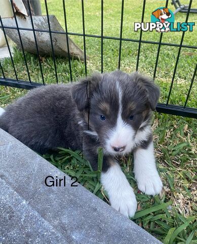 Border collie puppies