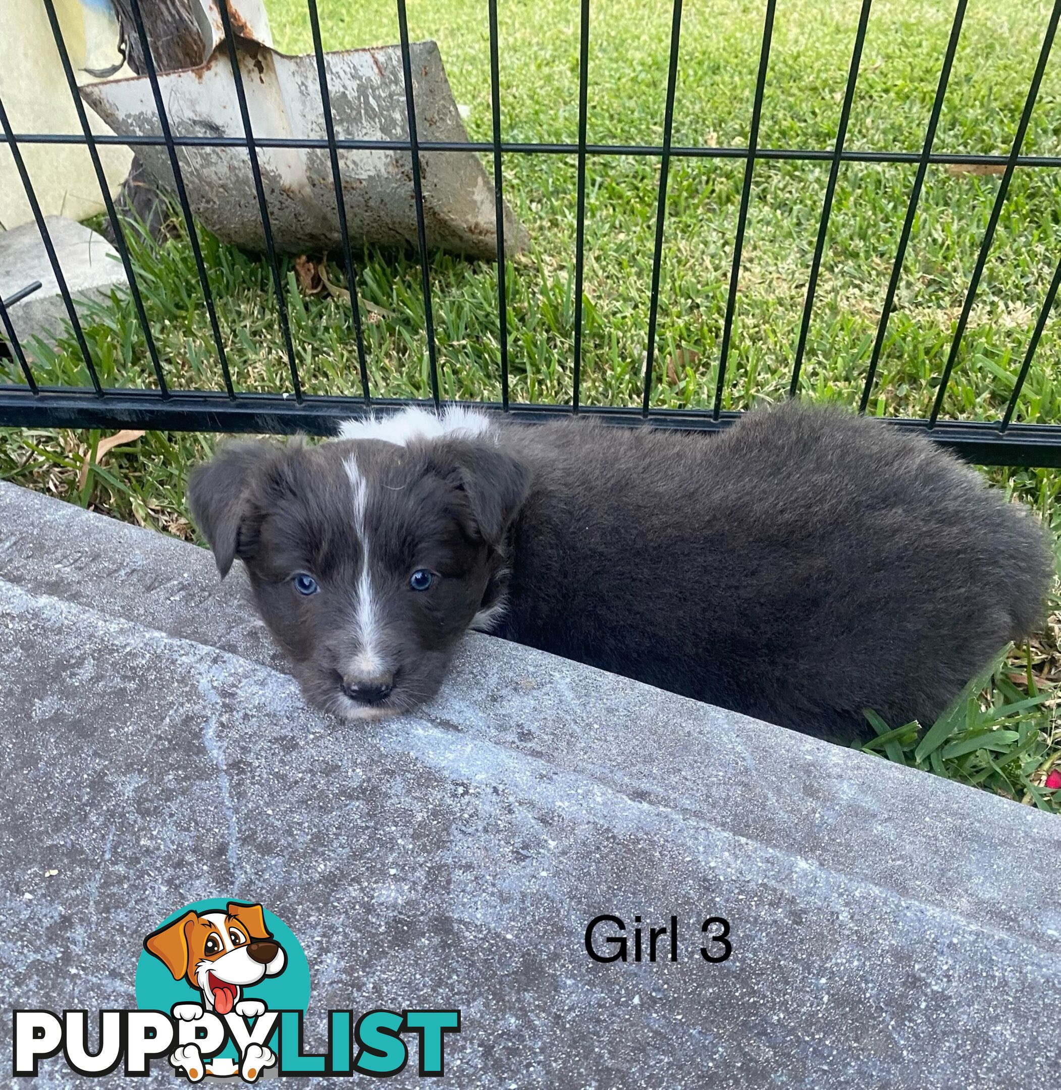 Border collie puppies