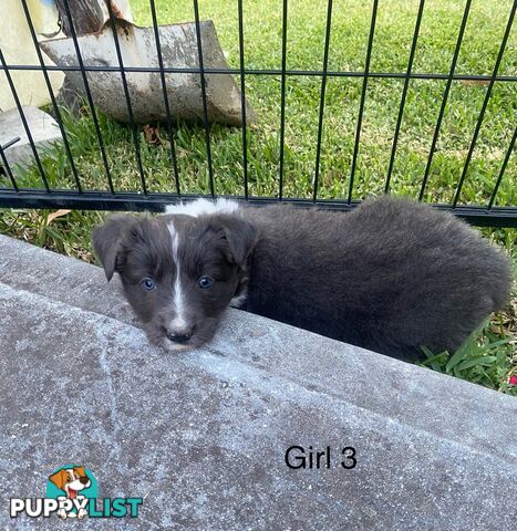 Border collie puppies