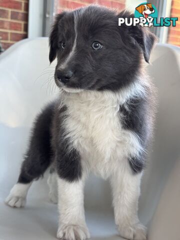 Border collie puppies