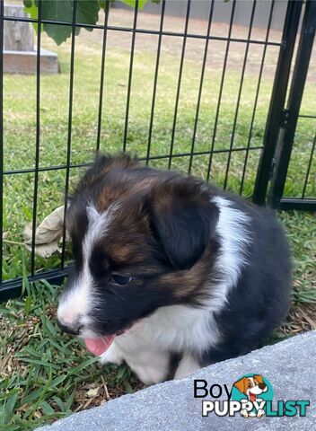 Border collie puppies