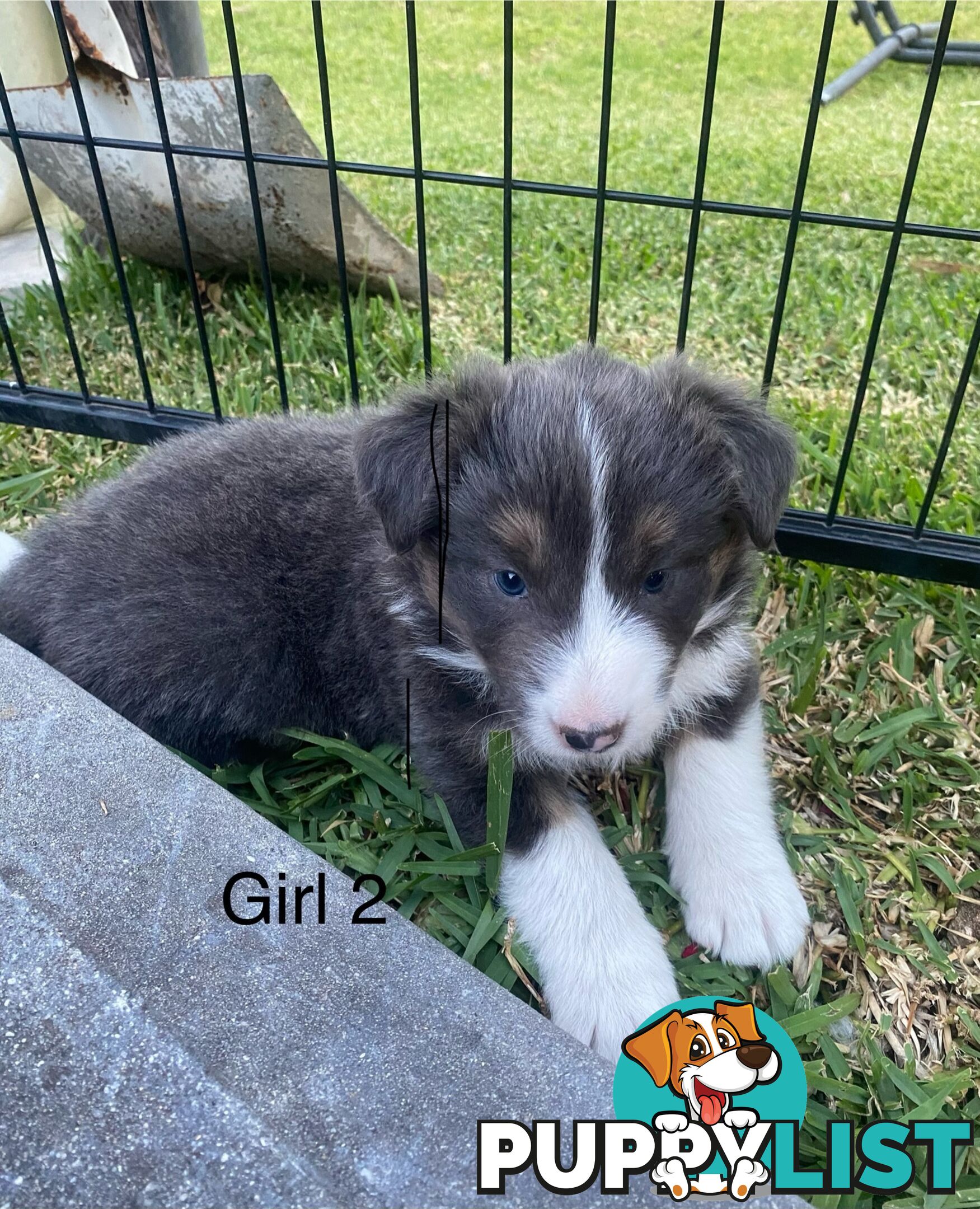 Border collie puppies