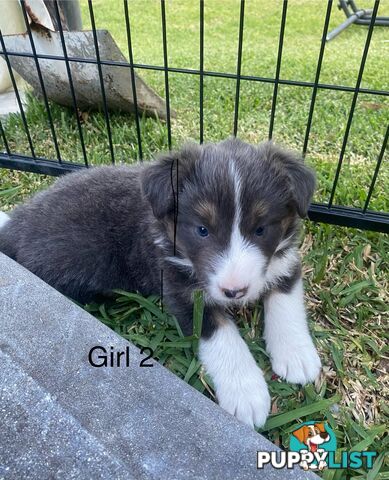 Border collie puppies