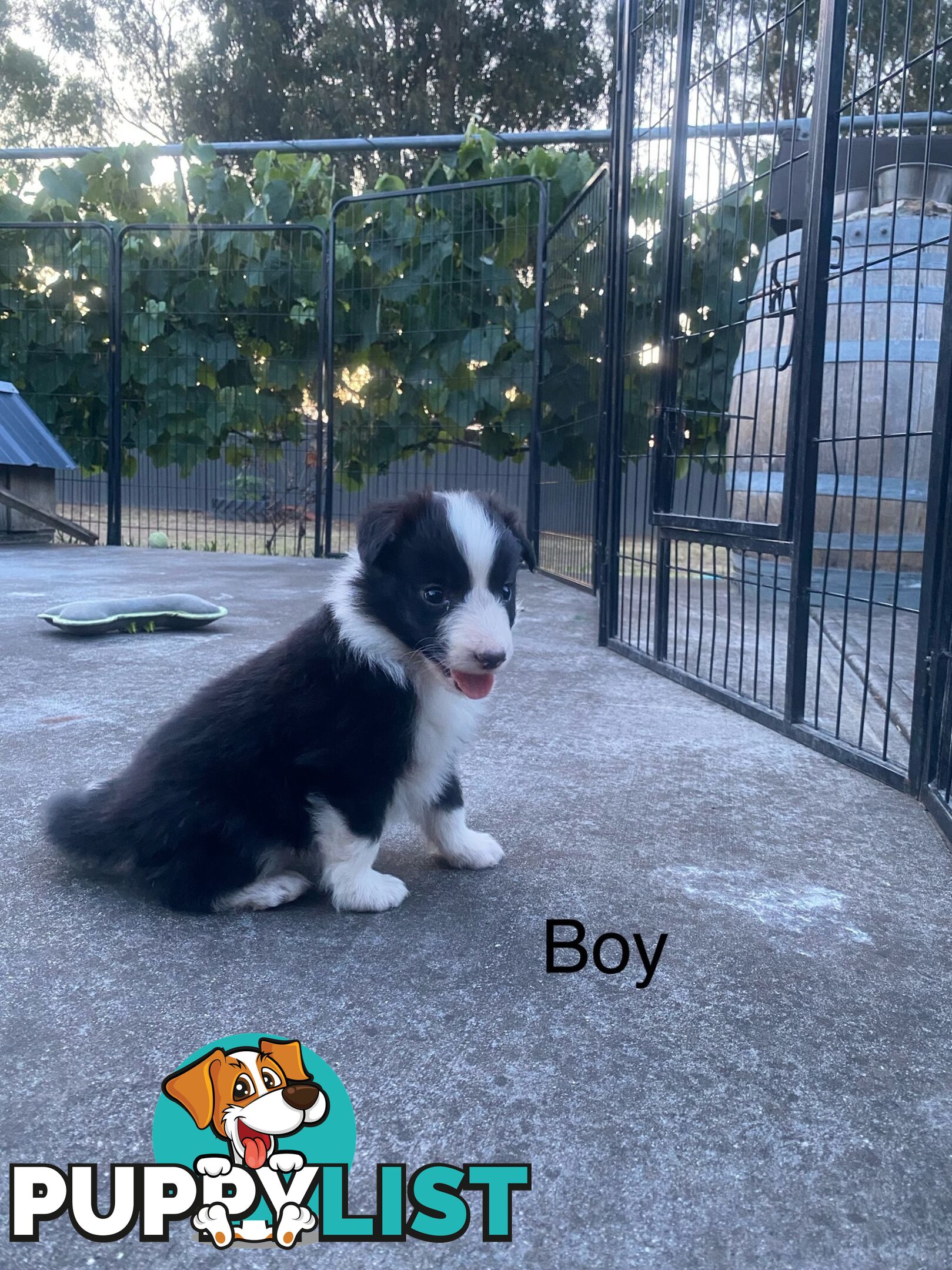 Border collie puppies