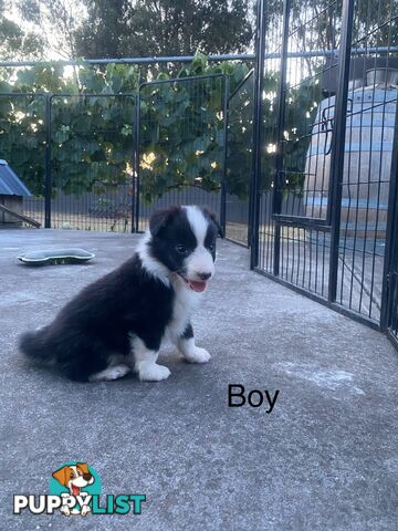 Border collie puppies