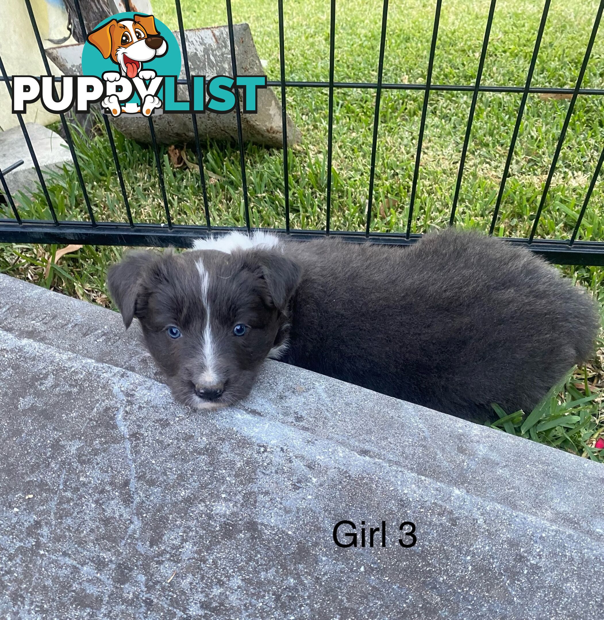 Border collie puppies