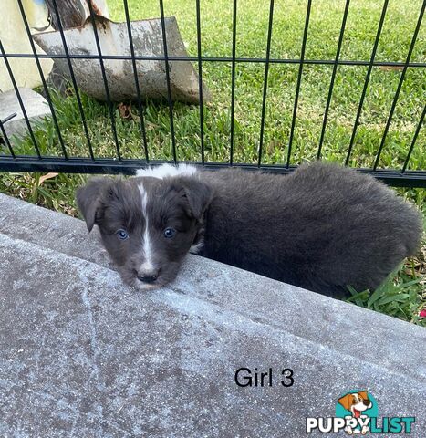 Border collie puppies