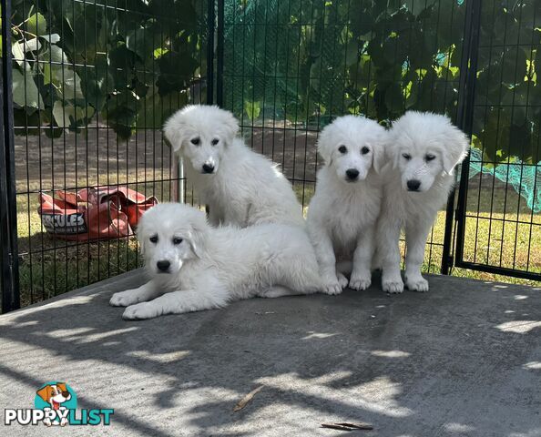 Maremma puppies