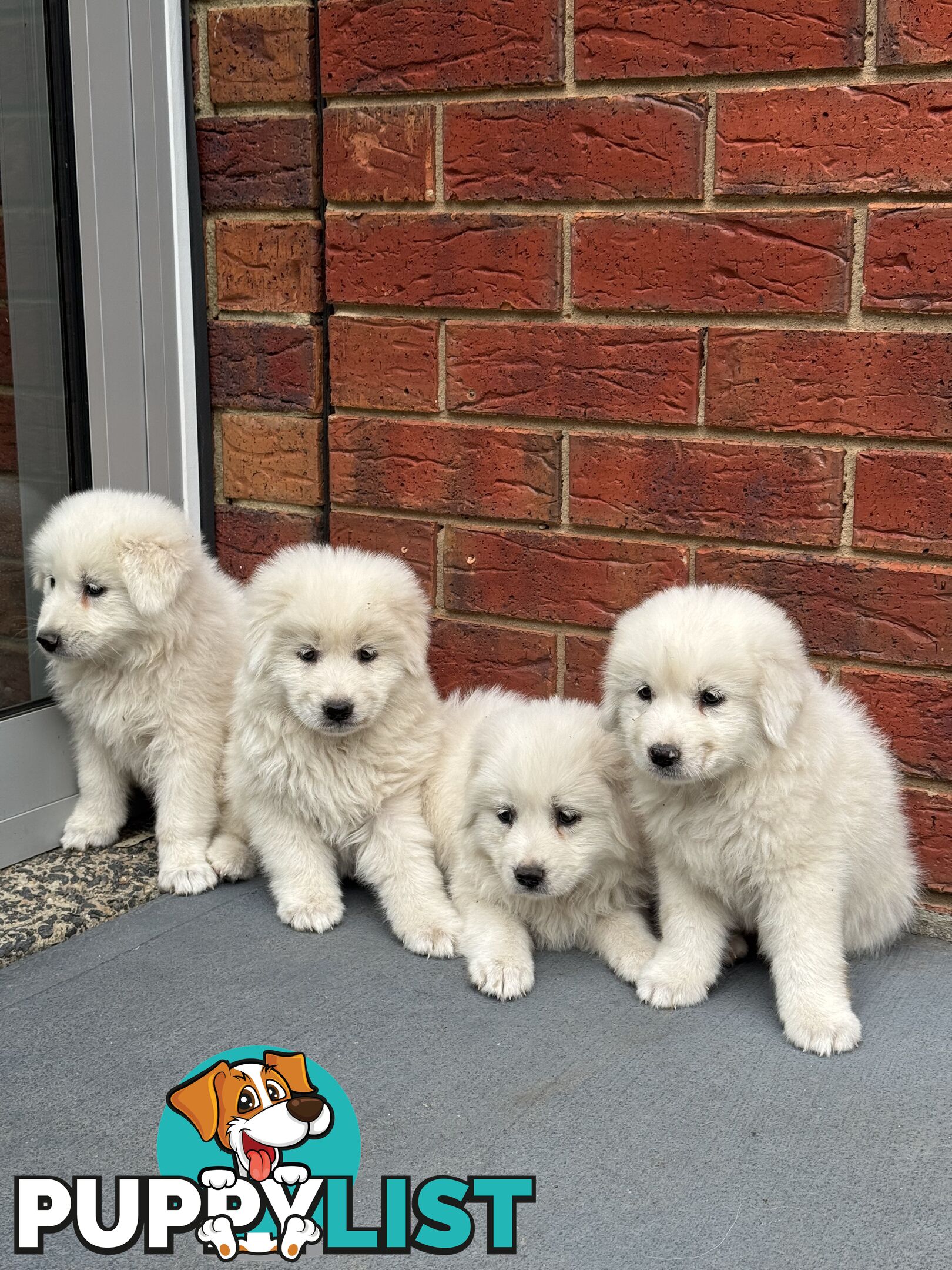 Maremma puppies