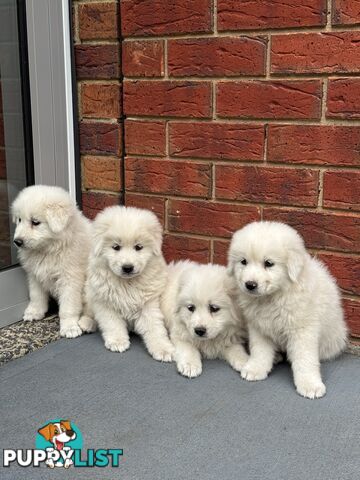 Maremma puppies