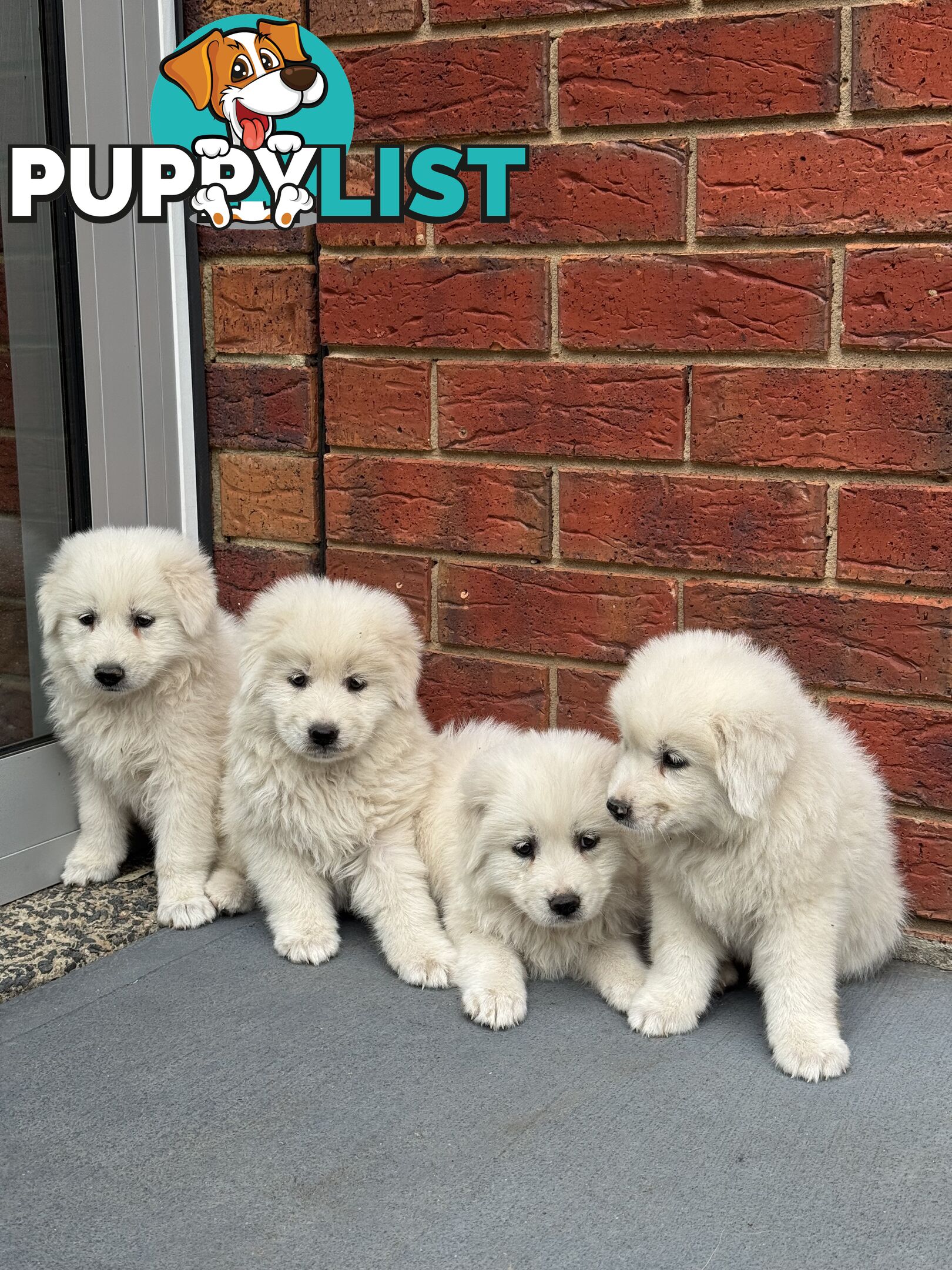 Maremma puppies