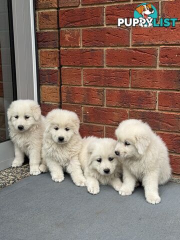 Maremma puppies