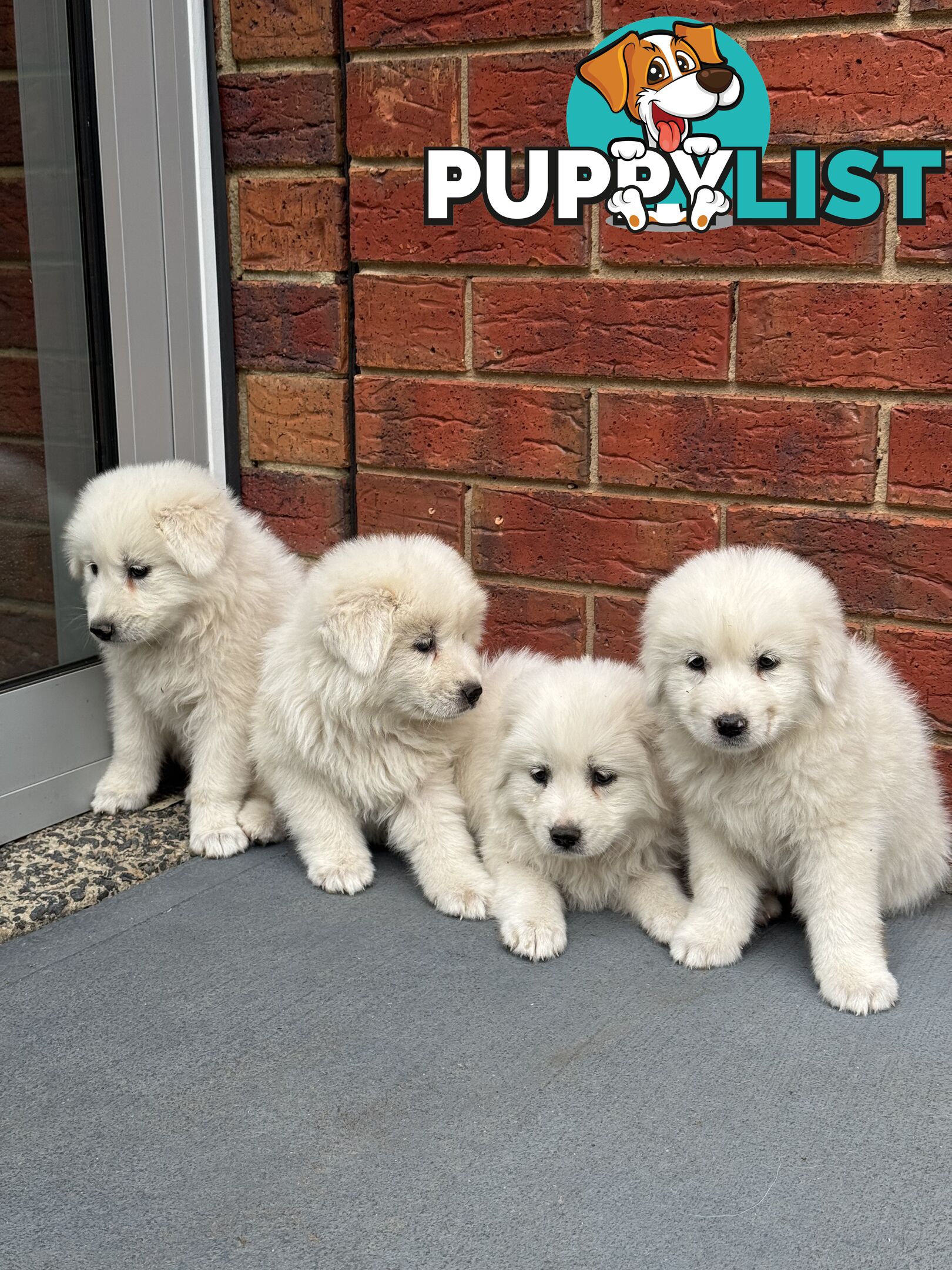 Maremma puppies