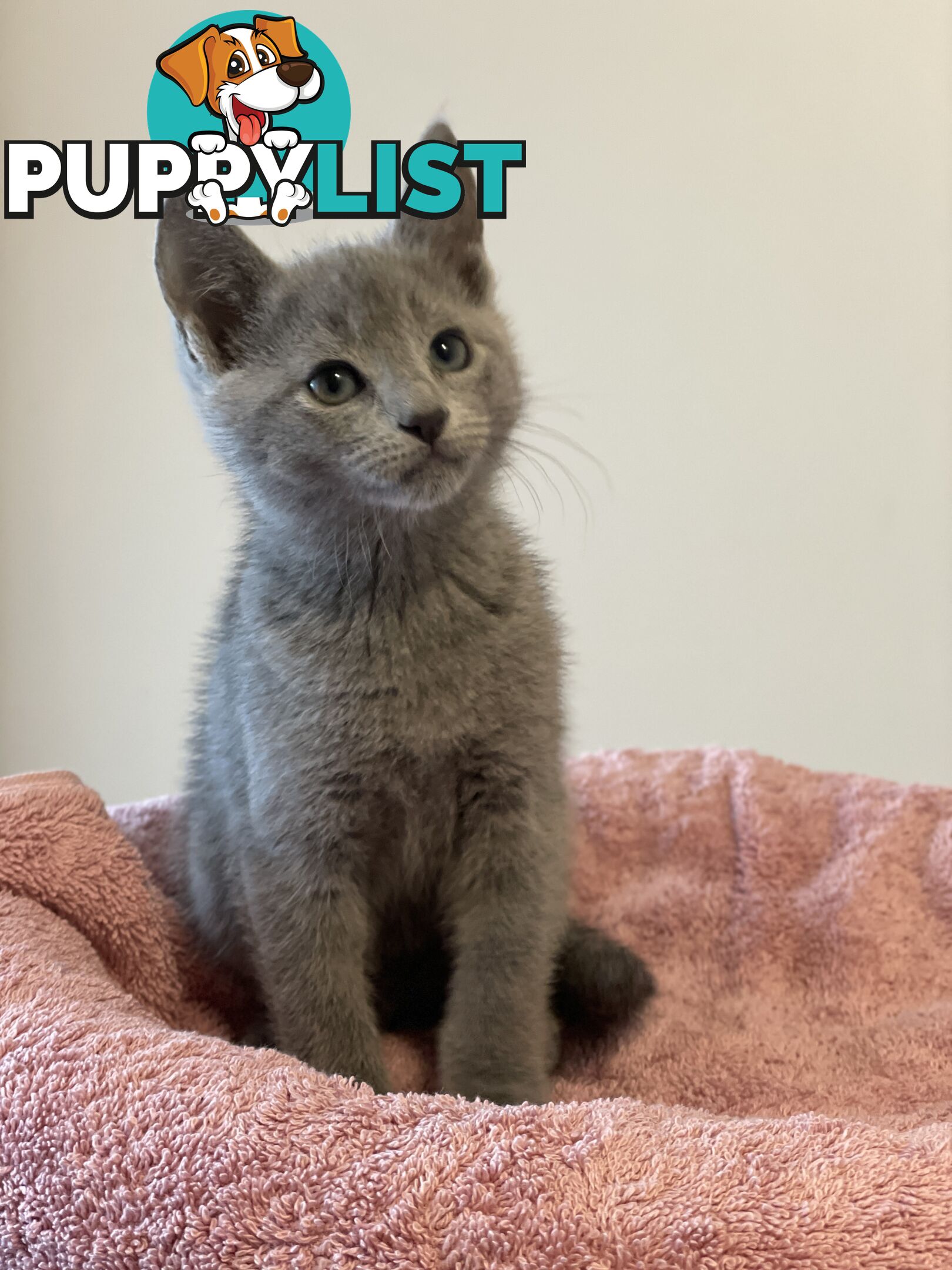 Russian blue kittens